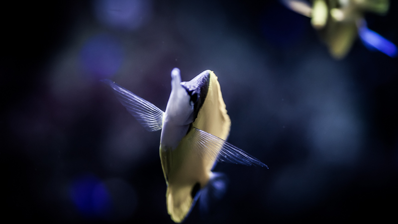 https://arnoraps.be/foto/monstersofthedeep/sfoto01.jpg https://arnoraps.be/foto/monstersofthedeep/sfoto01.jpg
