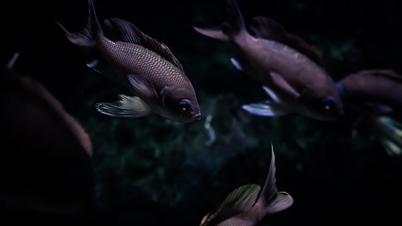 https://arnoraps.be/foto/monstersofthedeep/sfoto03.jpg https://arnoraps.be/foto/monstersofthedeep/sfoto03.jpg