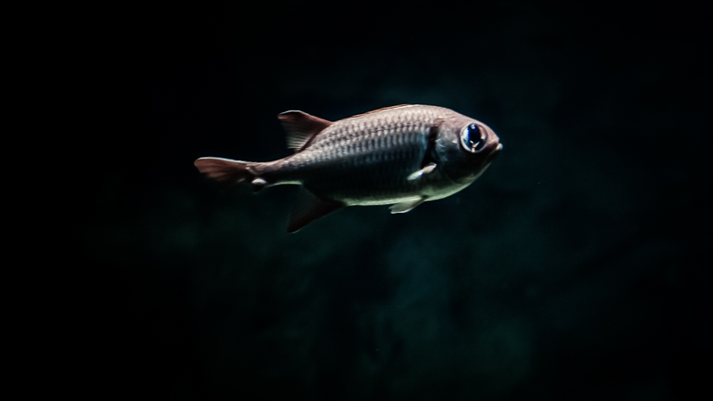 https://arnoraps.be/foto/monstersofthedeep/sfoto04.jpg https://arnoraps.be/foto/monstersofthedeep/sfoto04.jpg