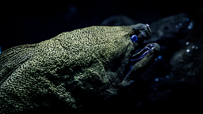 https://arnoraps.be/foto/monstersofthedeep/sfoto07.jpg https://arnoraps.be/foto/monstersofthedeep/sfoto07.jpg