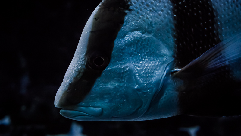 https://arnoraps.be/foto/monstersofthedeep/sfoto08.jpg https://arnoraps.be/foto/monstersofthedeep/sfoto08.jpg