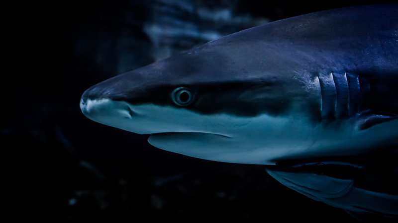 https://arnoraps.be/foto/monstersofthedeep/sfoto10.jpg https://arnoraps.be/foto/monstersofthedeep/sfoto10.jpg