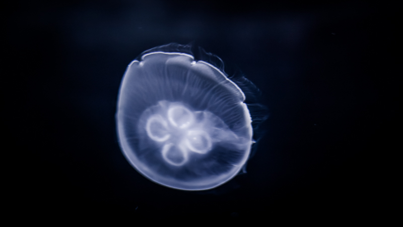 https://arnoraps.be/foto/monstersofthedeep/sfoto14.jpg https://arnoraps.be/foto/monstersofthedeep/sfoto14.jpg