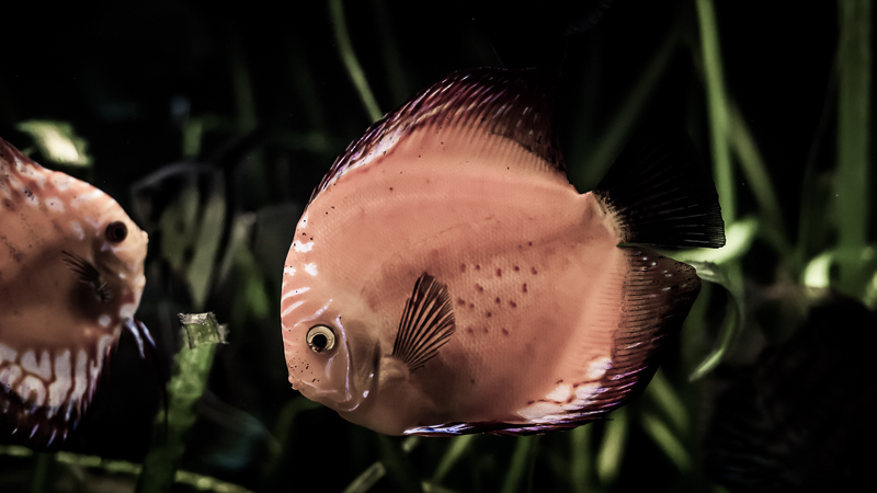 https://arnoraps.be/foto/monstersofthedeep/sfoto18.jpg https://arnoraps.be/foto/monstersofthedeep/sfoto18.jpg