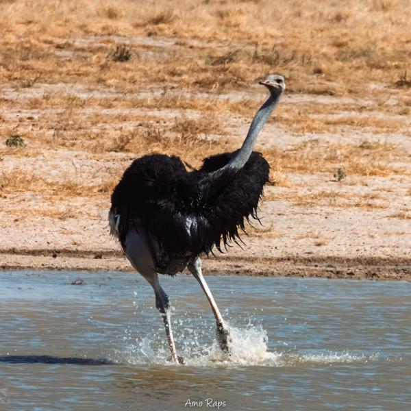 Etosha national park, Namibia