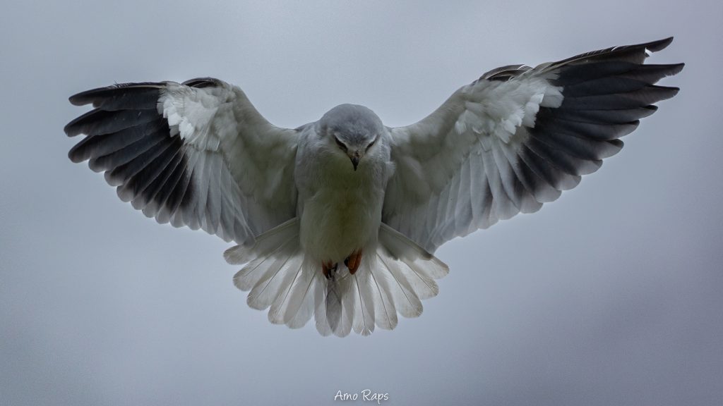 Black-winged kite