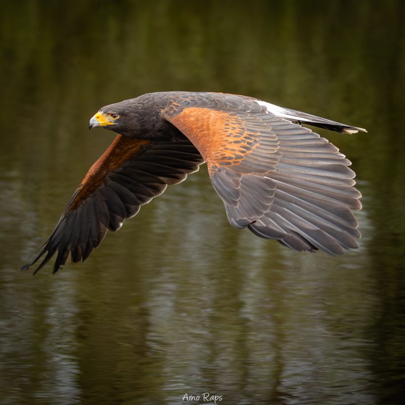 Harris's hawk